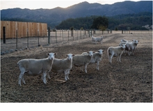 Ed Panar: Animals That Saw Me