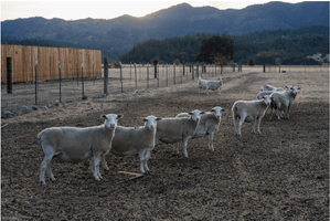 Ed Panar: Animals That Saw Me