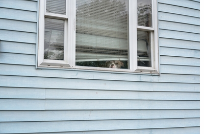 Ed Panar: Animals That Saw Me, Volume Two