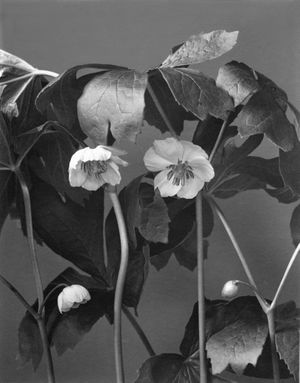 Edwin Hale Lincoln: Ephemeral Beauty