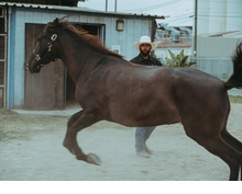 Eight Seconds: Legacy in Motion