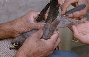 Elisa Caldana: The Falcon of Karachi