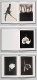 Behold the photographic work of Jay DeFeo, born OTD in 1929