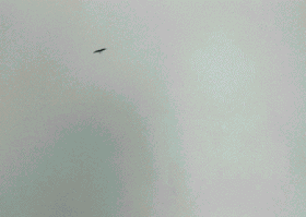 Felix Gonzalez-Torres: America