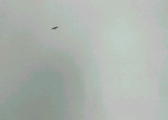 Felix Gonzalez-Torres: America