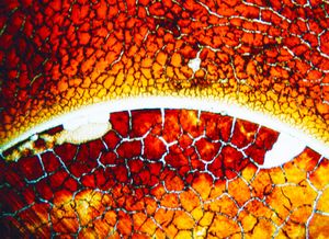 Frank Lebon: One Blood