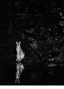 George Shiras: In the Heart of the Dark Night