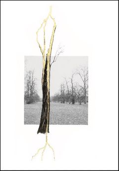 Giuseppe Penone: Thoughts in the Roots