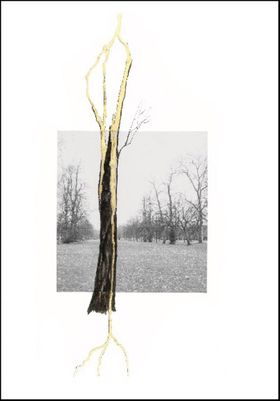 Giuseppe Penone: Thoughts in the Roots