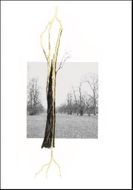 Giuseppe Penone: Thoughts in the Roots