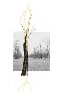 Giuseppe Penone: Thoughts in the Roots