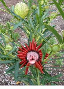 Heide Hatry: Not a Rose
