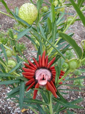 Heide Hatry: Not a Rose