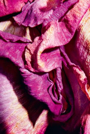 Herlinde Koelbl: Metamorphoses