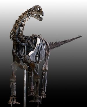 Hidden Treasures of the Natural History Museum Abu Dhabi