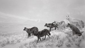 Hiroshi Sugimoto: Dioramas