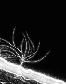 Hiroshi Sugimoto: The Long Never, Lightning Fields 289