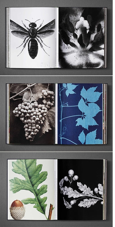 In 'Botanical: Observing Beauty,' the core of perception