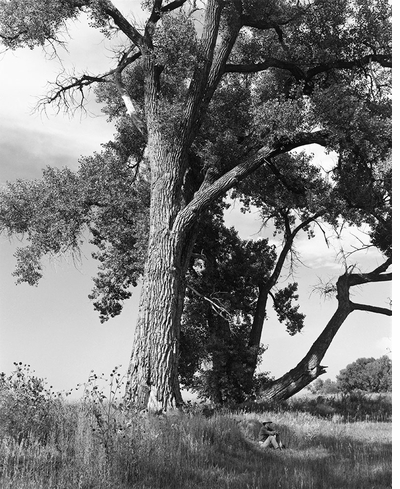 In <I>Cottonwoods</I>, Robert Adams asks, 'If it is not too late, will we do better before it is too late?'