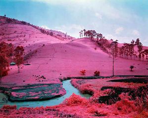 Infra: Photographs by Richard Mosse