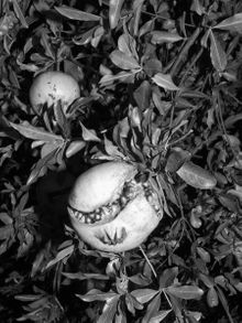 Jacopo Benassi: Bologna Portraits