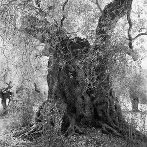 Jacques Berthet: Olive Trees