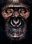 James Mollison: James & Other Apes