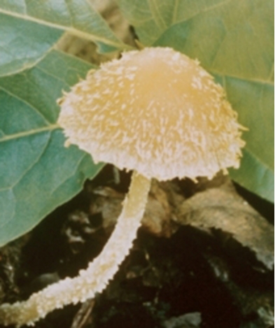 Jason Fulford Mushroom Collection