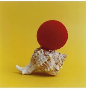 Jason Fulford: The Mushroom Collector