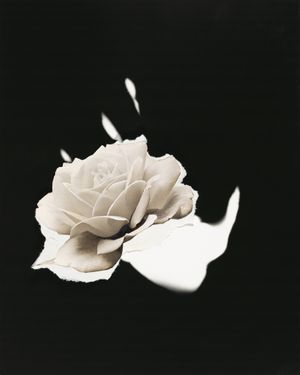Jay DeFeo: Photographic Work