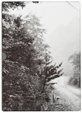 John Cage & William Gedney: Iris Garden