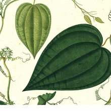 Jos Celestino Mutis: A Botanical Expedition