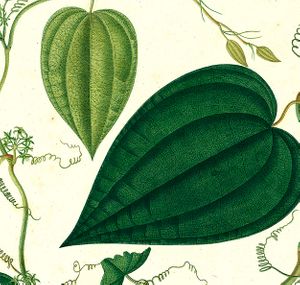 Jos Celestino Mutis: A Botanical Expedition