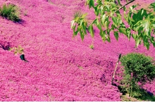 Karen Halverson: Mulholland