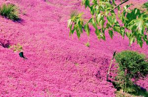 Karen Halverson: Mulholland
