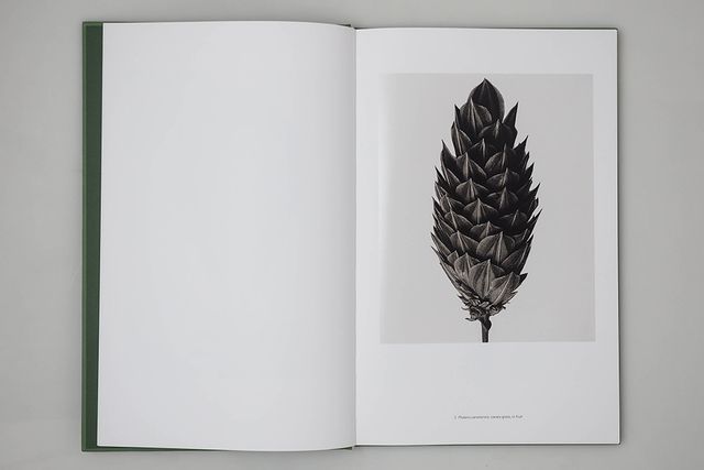 Karl Blossfeldt: Masterworks, An Artbook Review