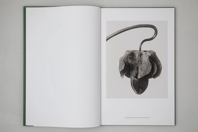 アート・デザイン・音楽 90s Karl Blossfeldt art book 90s Karl Blossfeldt art book - メルカリ