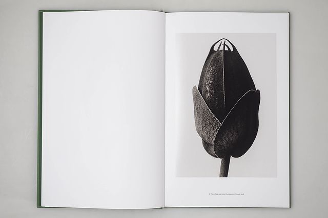 Karl Blossfeldt: Masterworks, An Artbook Review