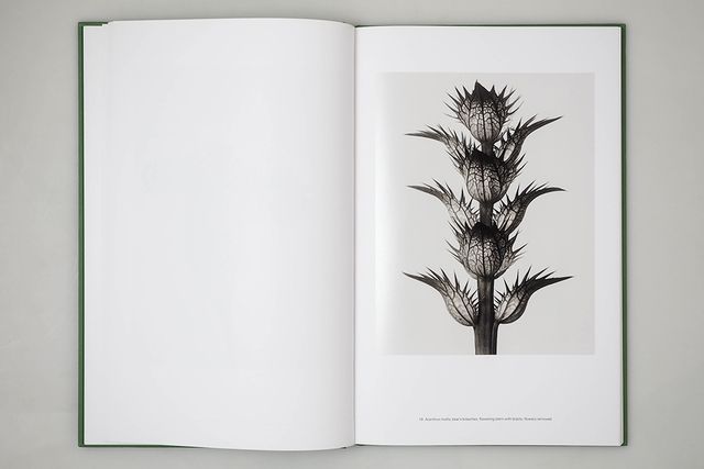 Karl Blossfeldt: Masterworks, An Artbook Review