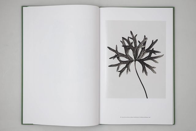 Karl Blossfeldt: Masterworks, An Artbook Review