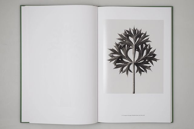 Karl Blossfeldt: Masterworks, An Artbook Review