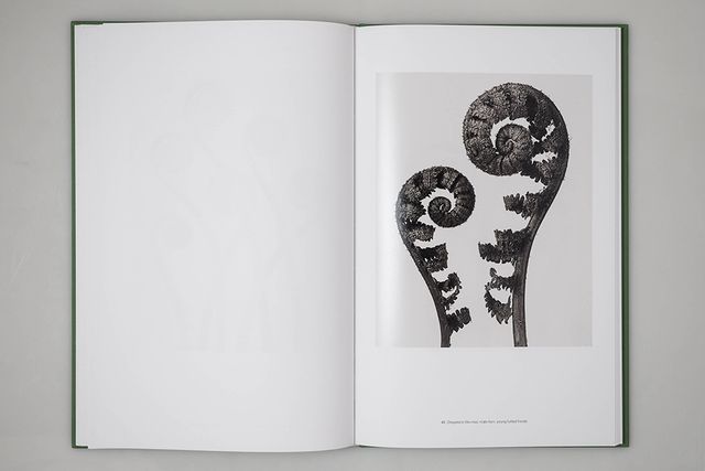 アート・デザイン・音楽 90s Karl Blossfeldt art book 90s Karl Blossfeldt art book