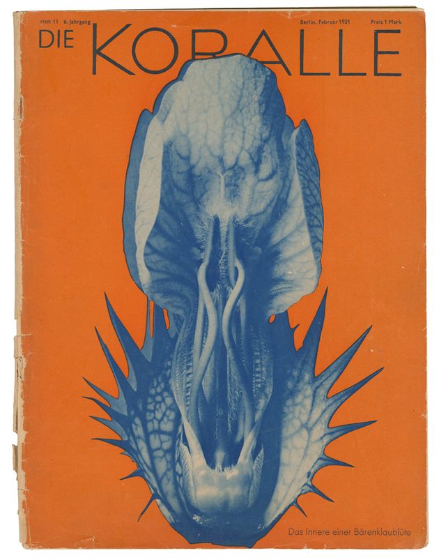 アート・デザイン・音楽 90s Karl Blossfeldt art book 90s Karl Blossfeldt art book アート・デザイン・音楽