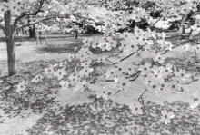 Lee Friedlander: Cherry Blossom Time in Japan