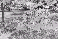 Lee Friedlander: Cherry Blossom Time in Japan