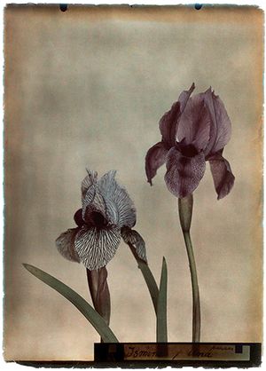 Leendert Blok: Silent Beauties