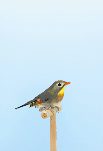 "Pekin Robin (Leiothrix lutea)" is reproduced from