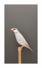 Luke Stephenson: An Incomplete Dictionary of Show Birds