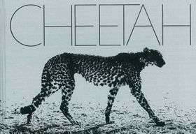 Mark Segal: Cheetah