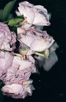 Martin Maeller: Nervous Dust